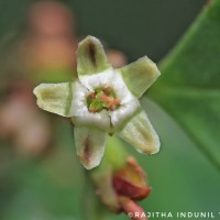 Erythroxylum obtusifolium (Wight) Hook.f.